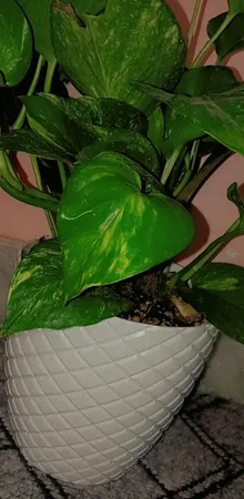 گلدان مدل 25