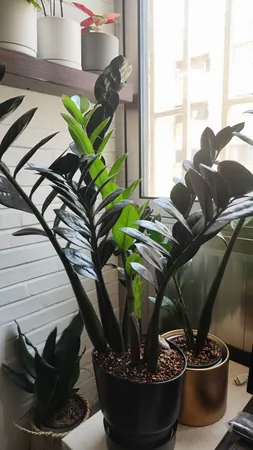 گلدان مدل دهکده کد 18