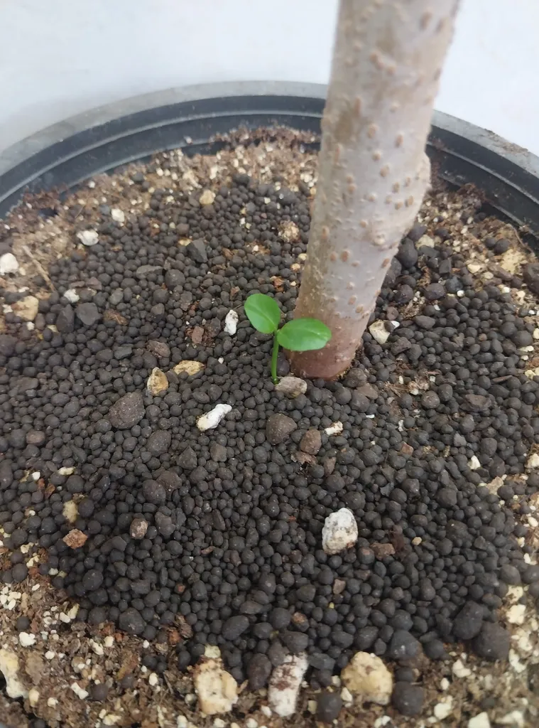 کود آلی حاوی هیومیک سایتال مدل Humic وزن 25 کیلوگرم