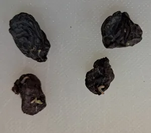 تجریه خرید کشمش مویز چاپار مقدار 400 گرم