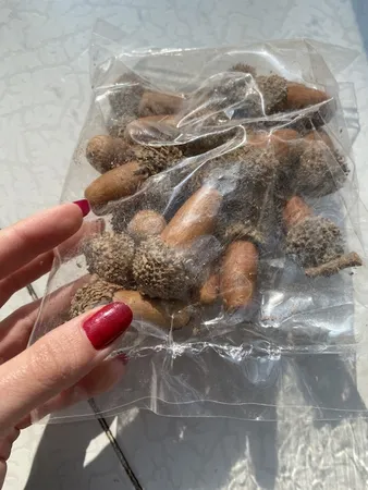 میوه تزیینی مدل بلوط بسته 20 عددی