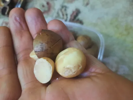 فندق ماکادمیا - 1200 گرم بسته 2 عددی