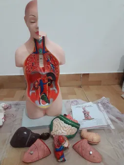 بازی آموزشی طرح مولاژ آناتومی بدن انسان مدل 4040