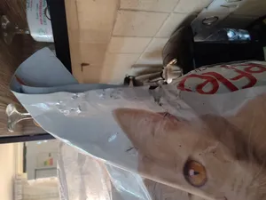 تجریه خرید غذا خشک گربه رفلکس مدل Chicken & Rice وزن 15 کیلوگرم