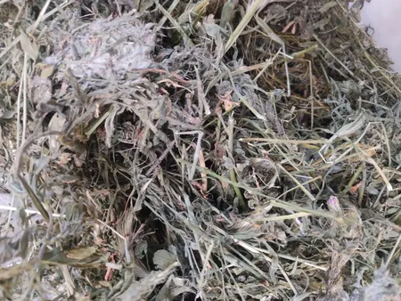 یونجه خشک خرگوش و جوندگان لوپ هاوانا کد 011 وزن 1000گرم