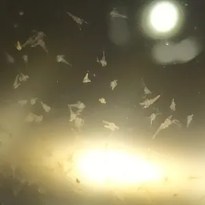 تجریه خرید سیست آرتمیا مدل A007 وزن 5 گرم