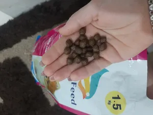 تجریه خرید غذای خشک سگ مفید مدل SDFA وزن 1.5کیلوگرم