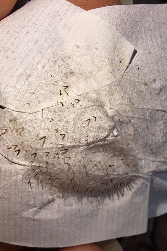 چسب‌ پاک کننده بینی بریلی مدل چای سبز حجم 17 میلی لیتر