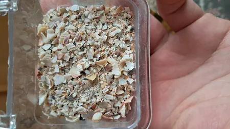 غذای پرندگان مدل صدف شکسته وزن 500 گرم