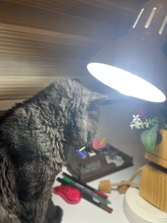 چراغ مطالعه صنایع کریم زاده مدل EN