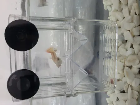 زایشگاه ماهی رویال مدل sn_113