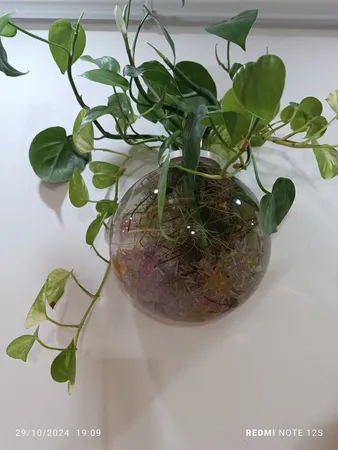 گلدان دکوری مدل دیواری شیشه ای مجموعه 2 عددی