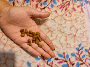 تجریه خرید غذای خشک گربه رفلکس پلاس مدل lamb&rice وزن 1.5 کیلوگرم