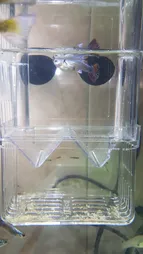 زایشگاه ماهی رویال مدل sn_113