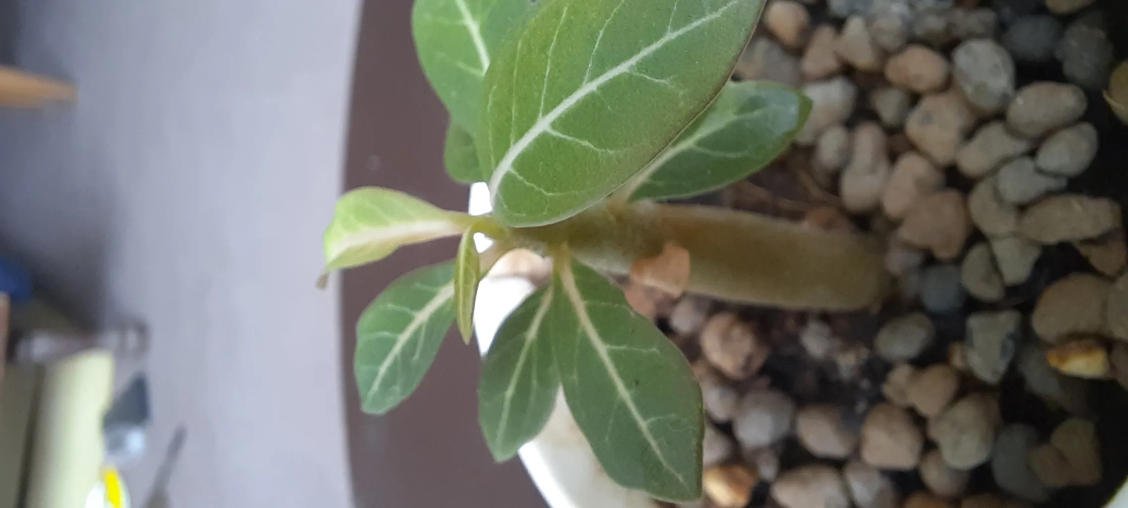 بذر بنسای آدنیوم سانیا سید مدل T5 مجموعه 3 عددی