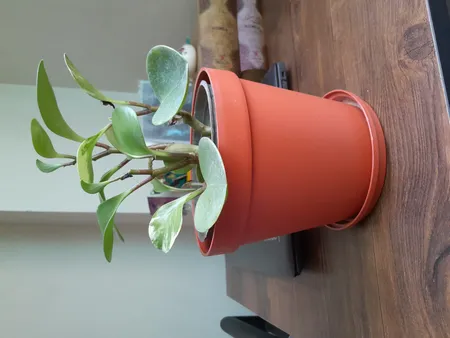 گلدان شهرآذین مدل رویال 1500