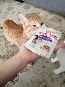 تجریه خرید غذای پوچ گربه رویال کنین مدل Sterilized loaf وزن 85 گرم