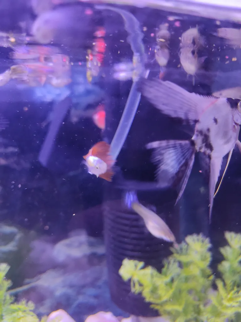 غذای ماهی آکوا مدل گوپی فیش وزن 100 گرم