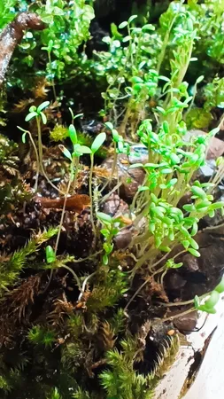 بذر پلنت آکواریوم مدل چمن ریز کوبایی