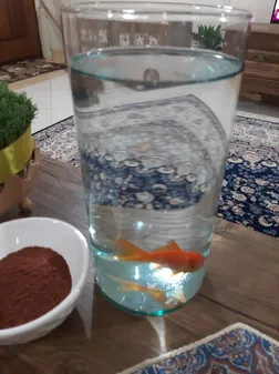 تنگ ماهی کد 0101