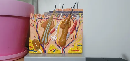 بازی آموزشی مدل مولاژ آناتومی پوست مدل پلکانی کد A030