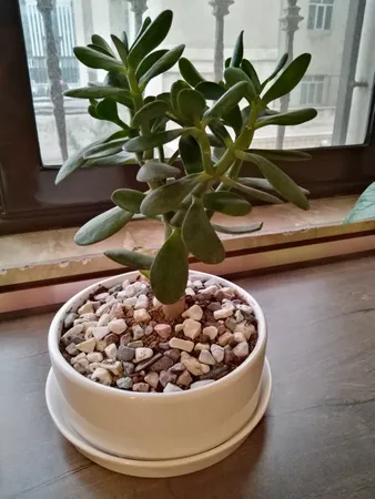 گیاه طبیعی یشم مدل F-06