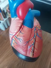 تجریه خرید بازی آموزشی مدل مولاژ قلب انسان 5 قسمتی