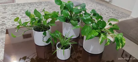 گلدان طرح استوانه مدل مهرنی 17.5-103