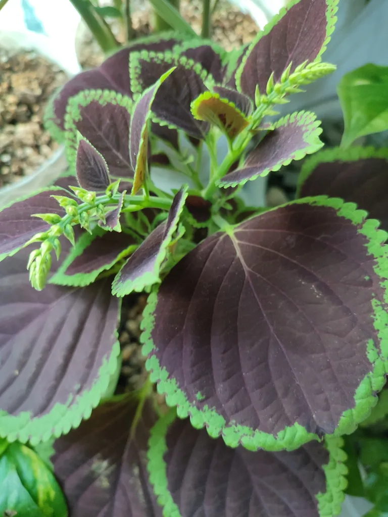 قرص کود کامل مخصوص گیاهان همیشه سبز واگروکسیر  مدل N1 بسته 100عددی