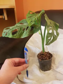 گیاه آپارتمانی پتوس حصیری کد hasir01