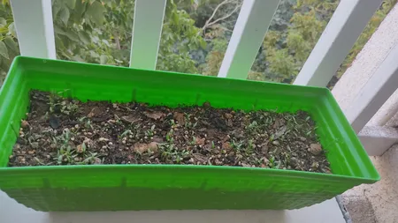 بذر جعفری بذر طلایی برتر کد BZT-92