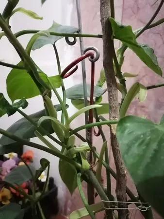 نگهدارنده گیاه مدل gh-1 بسته چهار عددی