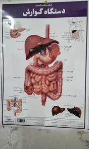 تجریه خرید پوستر آموزشی انتشارات اندیشه کهن مدل کالبدشناسی دستگاه گوارش کد 35-50-4