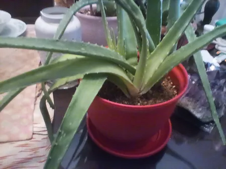 گلدان شهرآذین مدل 3017