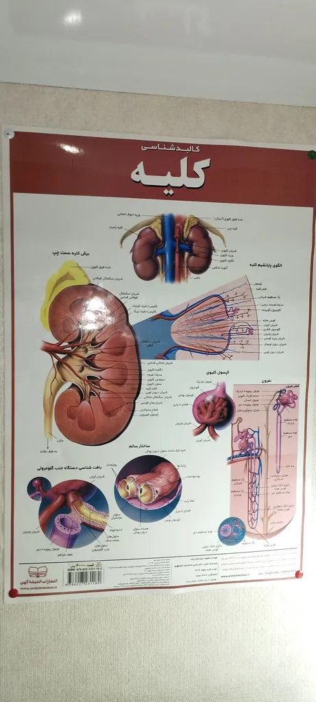 پوستر آموزشی انتشارات اندیشه کهن مدل کالبدشناسی کلیه کد 35-50-9