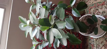 گل طبیعی فیکوس جنگلی تافکو کد 2030