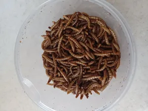 تجریه خرید تشویقی مرغ مینا فود فارمز لند مدل میل ورم وزن 50 گرم