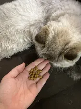 تجریه خرید غذای خشک گربه مونلو مدل هربال شده وزن 1 کیلوگرم