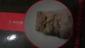 تجریه خرید غذای خشک گربه مفید کد TEH-PERS01 وزن 1 کیلوگرم