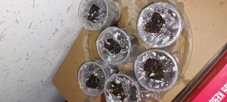 بذر گل سنگ رز سانیا سید مدل GS2