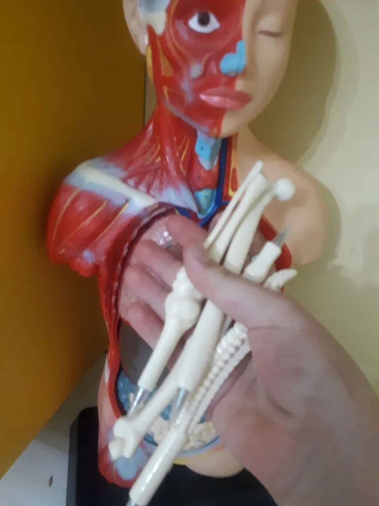 خودکار طرح استخوانی مدل SE1 مجموعه 4 عددی