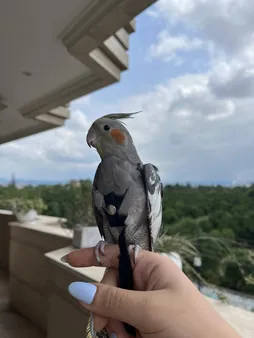 جلیقه پرواز عروس هلندی کد A12