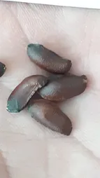 بذر بنسای گل یخ وانیا سید مدل N62