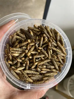 تشویقی گربه ولکانو پت مدل BSFL وزن 45 گرم