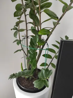 نگهدارنده گیاه مدل سانسوریا بسته 2عددی