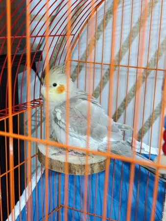 چوب نشیمنگاه پرندگان مدل BIRD FLAT -12