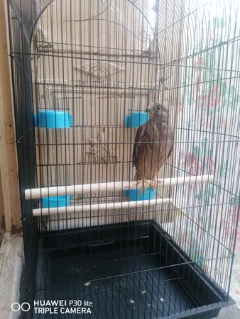 قفس عروس هلندی مدل 1034