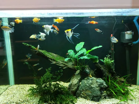 محلول شفاف کننده آب آکواریوم پلنتا بلوم کد CLR01 حجم 250 میلی لیتر