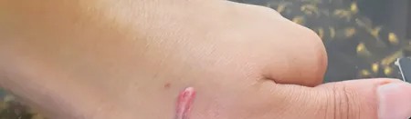 رژ لب مایع این لی مدل Wild Rose شماره S310