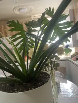 نگهدارنده گیاه مدل نیلوفری کد a-789 بسته چهار عددی